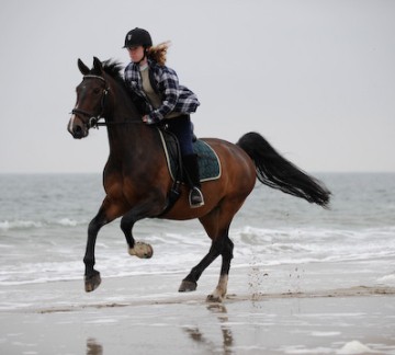 Reiten