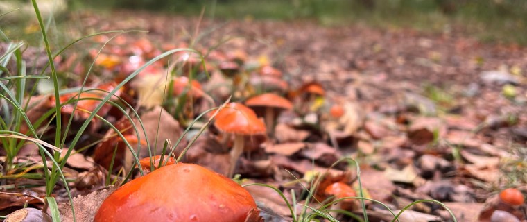 Paddestoelen outdoor bos.jpg